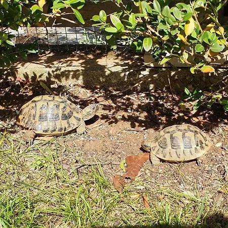 Apartamento With Parking Space Podaca, Makarska - 6055 Podaca